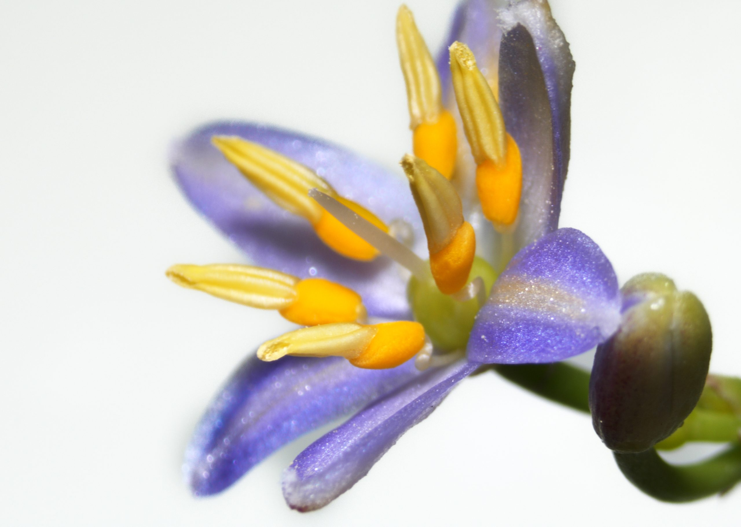 ‘Uki ‘Uki (Dianella sandwicensis)