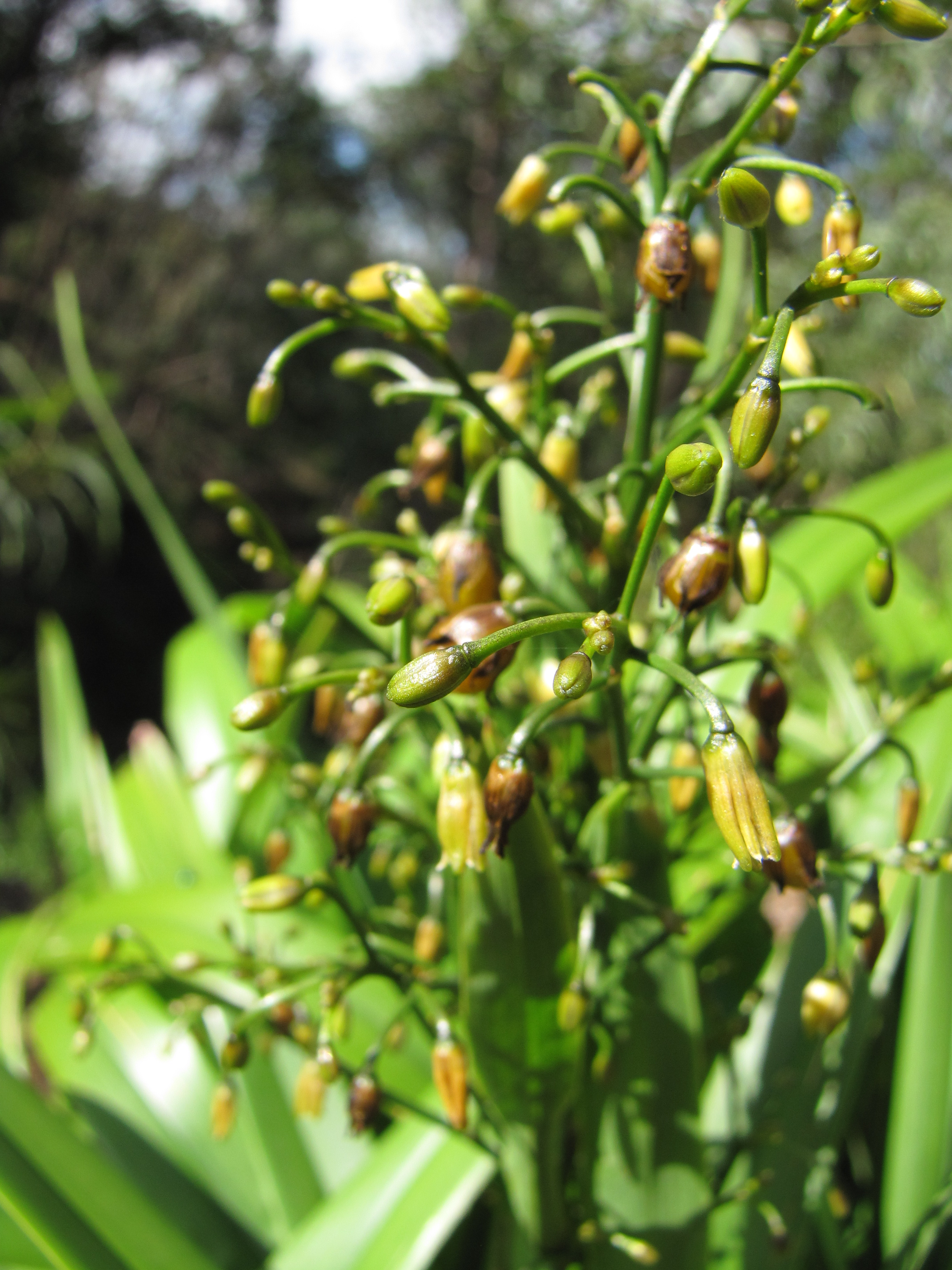 'Uki 'Uki (Dianella sandwicensis) - PlantNative.org 'Uki 'Uki (Dianella sandwicensis) flowers — small blue-violet star-shaped flowers on branching panicle