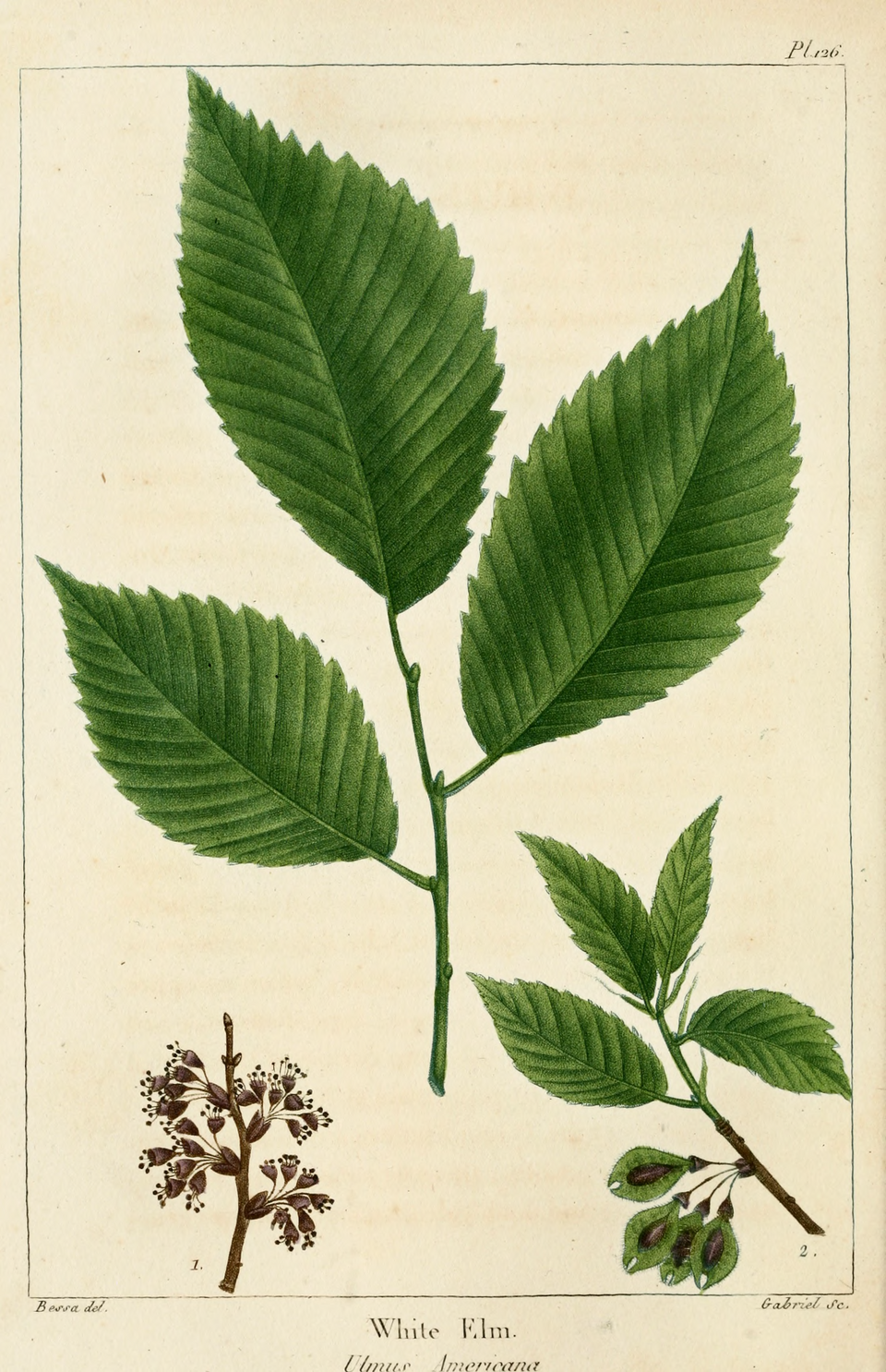 American Elm (Ulmus americana) - PlantNative.org American Elm (Ulmus americana) botanical illustration showing leaf, flower, and fruit details
