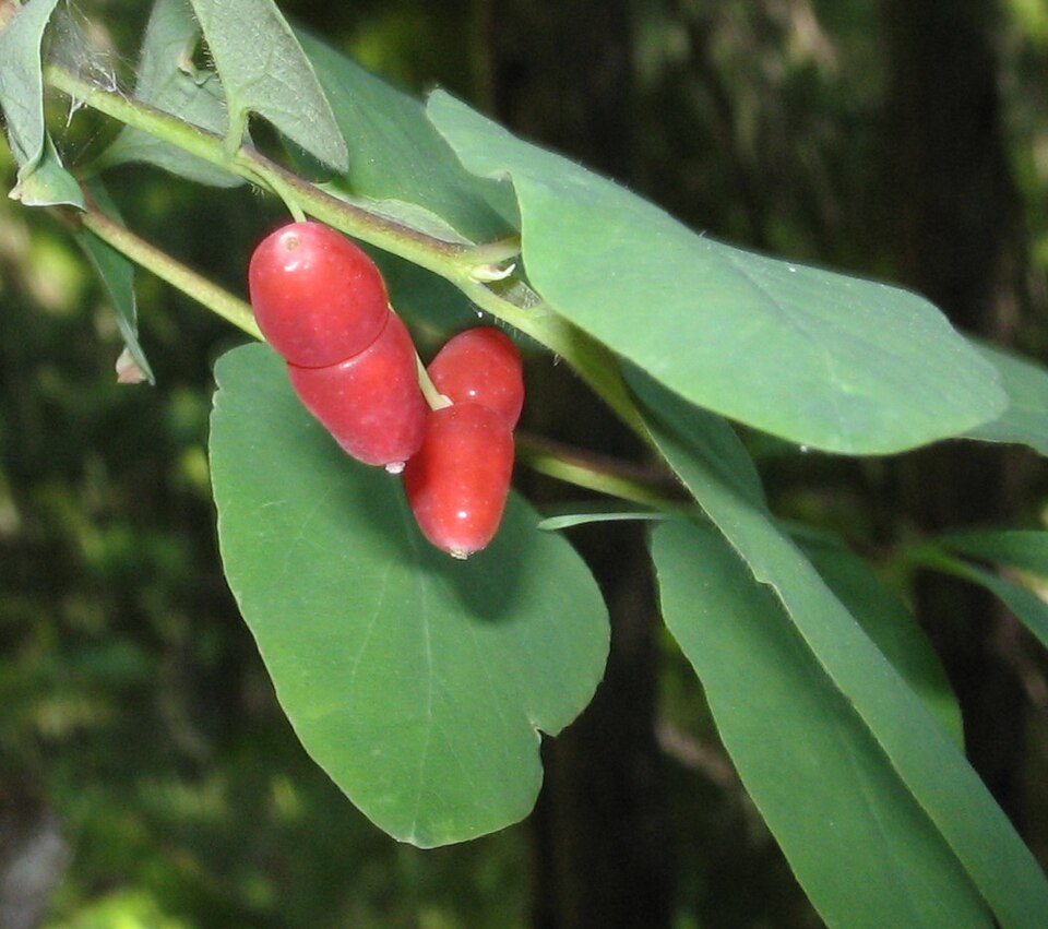 Utah Honeysuckle (Lonicera utahensis) showing the characteristic paired flowers and opposite leaves