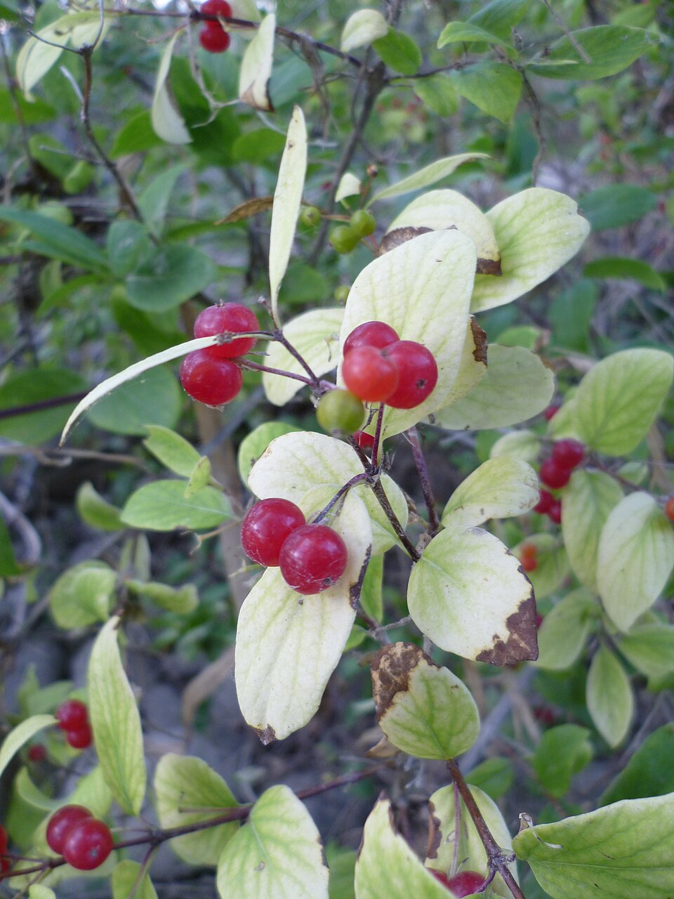 Utah Honeysuckle (Lonicera utahensis) bright red paired berries on arching stems in late summer