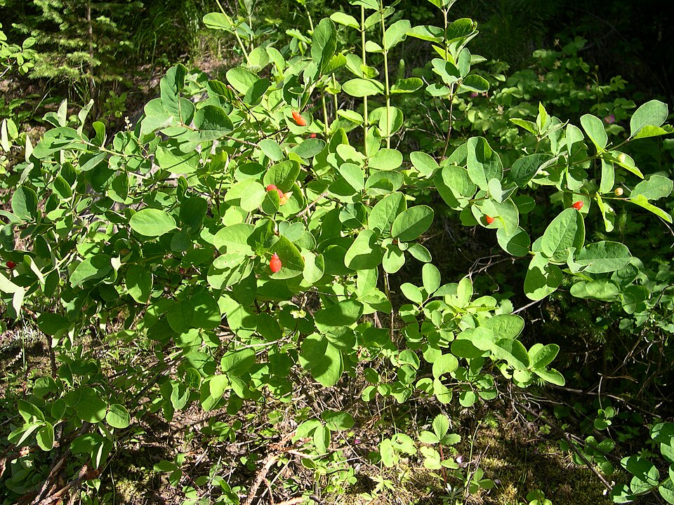 Utah Honeysuckle (Lonicera utahensis) shrub showing paired yellow-white tubular flowers in late spring forest understory