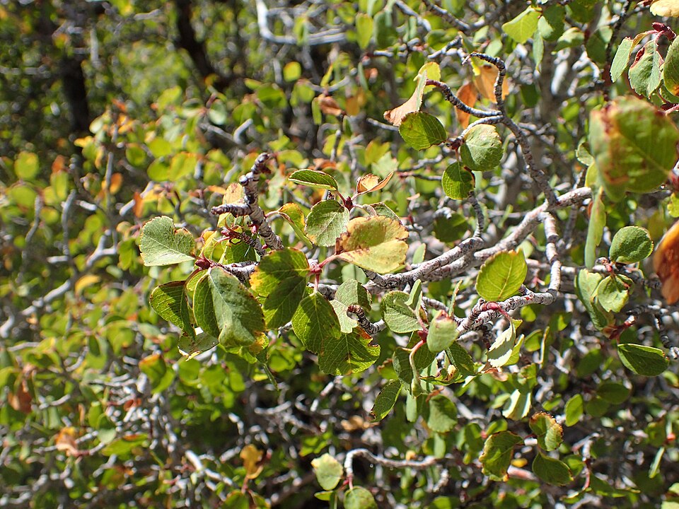 Utah Serviceberry (Amelanchier utahensis) - PlantNative.org Utah Serviceberry (Amelanchier utahensis) showing white spring flowers and oval leaves on rocky mountain slope