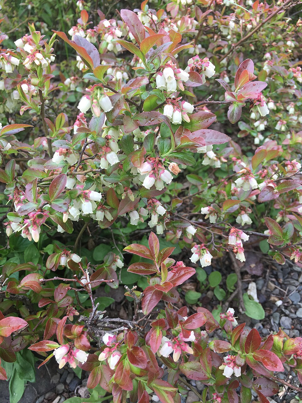 Lowbush Blueberry (Vaccinium angustifolium) showing ripe dark blue berries among green leaves