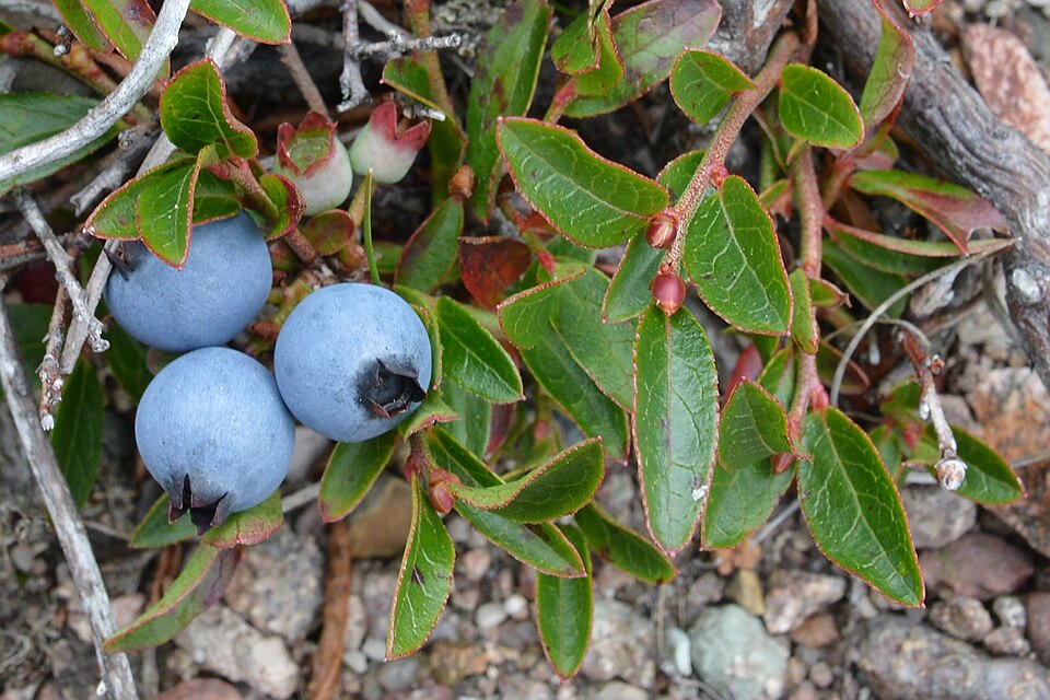 Lowbush Blueberry (Vaccinium angustifolium) loaded with ripe blueberries in Newfoundland