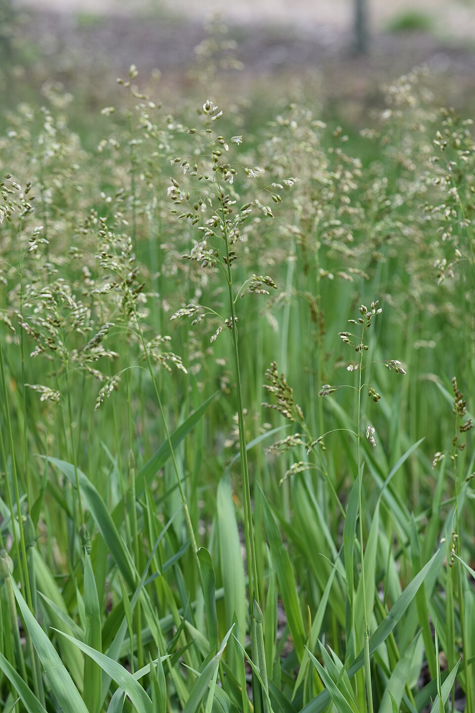 Vanilla Grass (Hierochloe odorata) - PlantNative.org Vanilla Grass (Hierochloe odorata) showing graceful arching grass blades with a warm vanilla fragrance