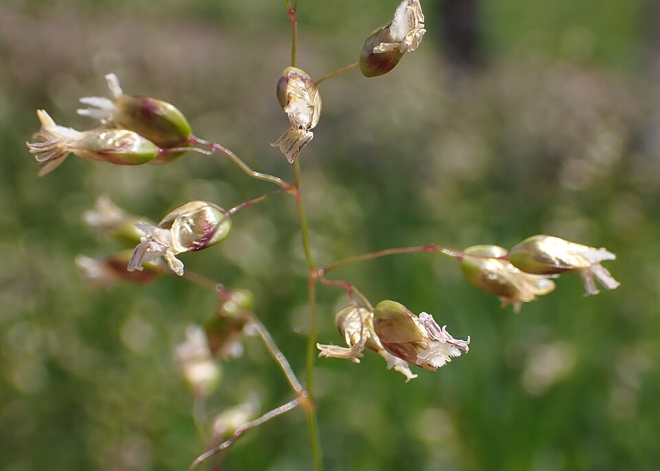 Vanilla Grass (Hierochloe odorata) - PlantNative.org Vanilla Grass (Hierochloe odorata) seedhead panicle showing the distinctive open, golden flower clusters