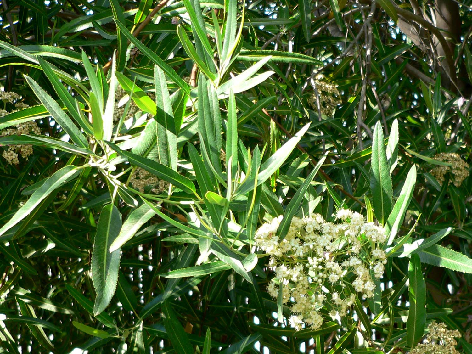 Arizona Rosewood (Vauquelinia californica) - PlantNative.org Arizona Rosewood (Vauquelinia californica) showing glossy dark green serrated leaves