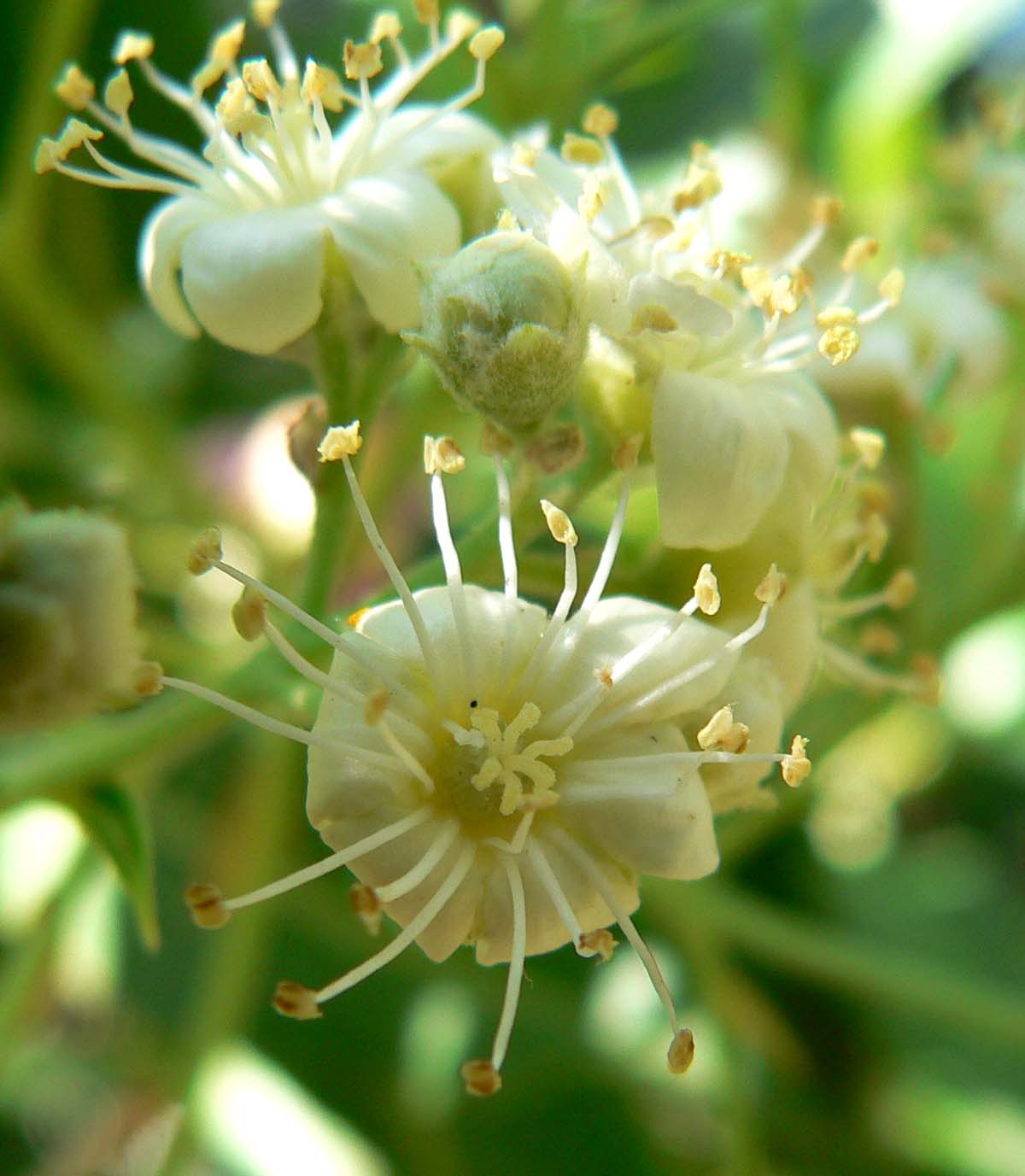 Arizona Rosewood (Vauquelinia californica) - PlantNative.org Arizona Rosewood (Vauquelinia californica) white flower clusters in late spring