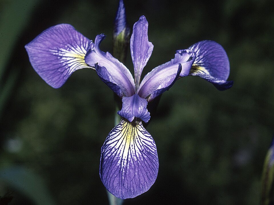 Virginia Blue Flag (Iris virginica) showing upright sword-shaped leaves and elegant flower structure in wetland habitat