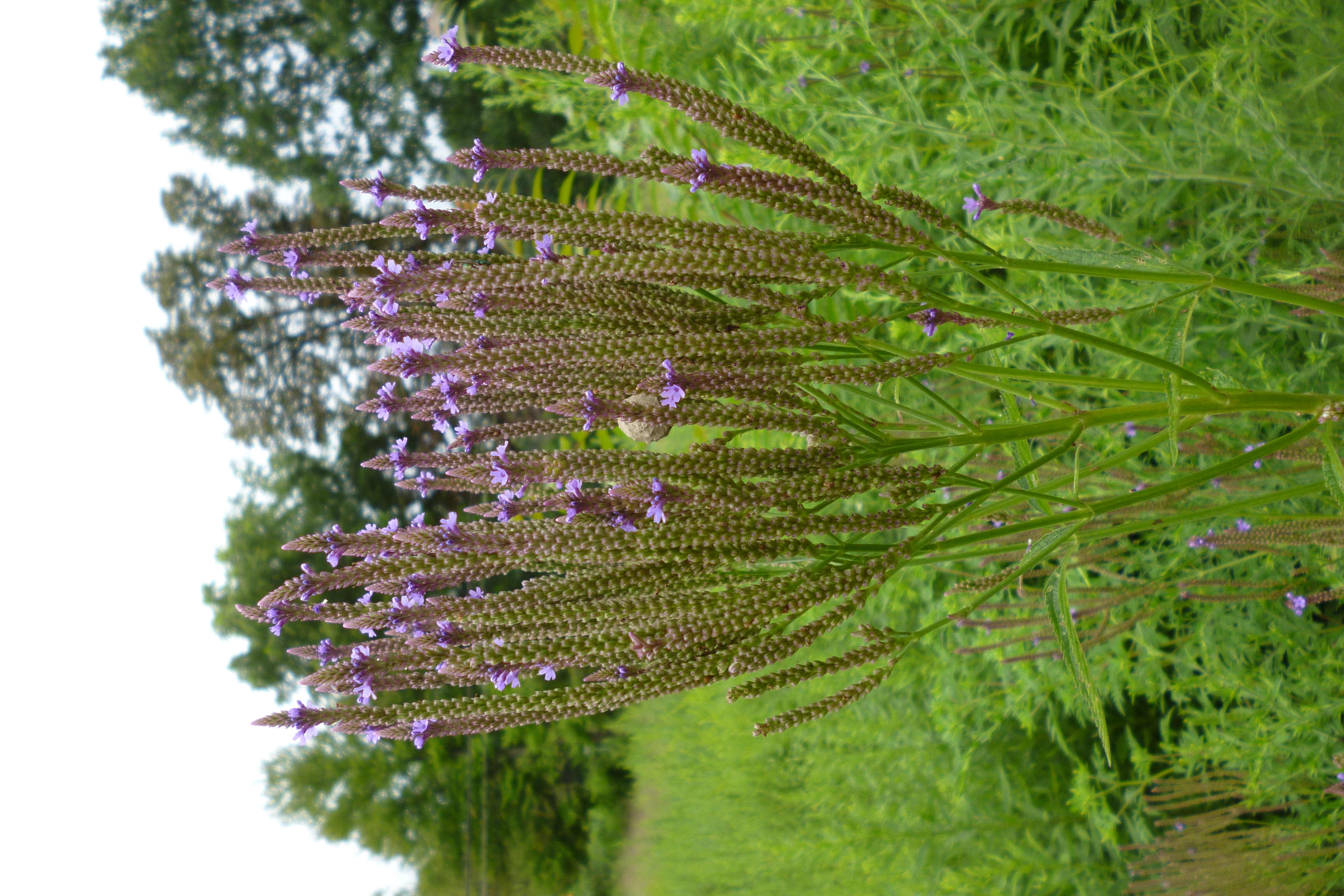 Blue Vervain (Verbena hastata) flowering spikes with distinctive purple-blue flowers