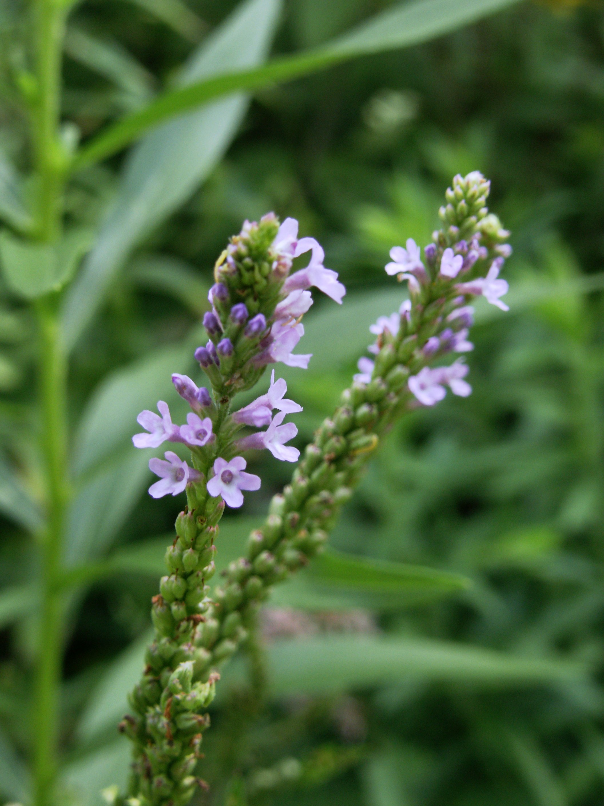 Blue Vervain blooming in natural habitat