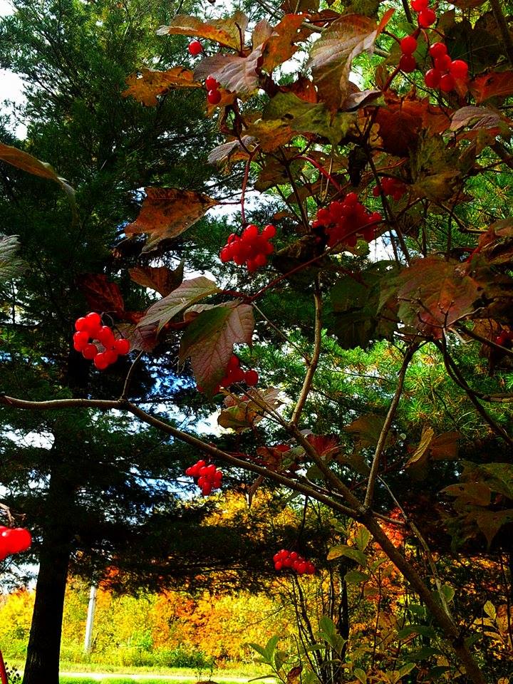 American Highbush Cranberry (Viburnum trilobum) - PlantNative.org American Highbush Cranberry (Viburnum trilobum) with red berries and autumn foliage