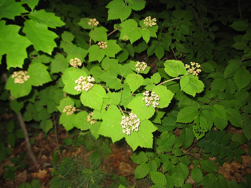 Maple-leaf Viburnum (Viburnum acerifolium) showing characteristic three-lobed leaves and white flower clusters
