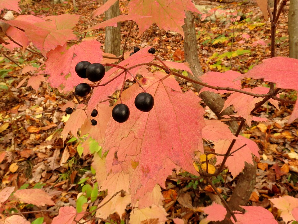 Maple-leaf Viburnum (Viburnum acerifolium) fruit clusters showing berries transitioning from white to pink to blue-black