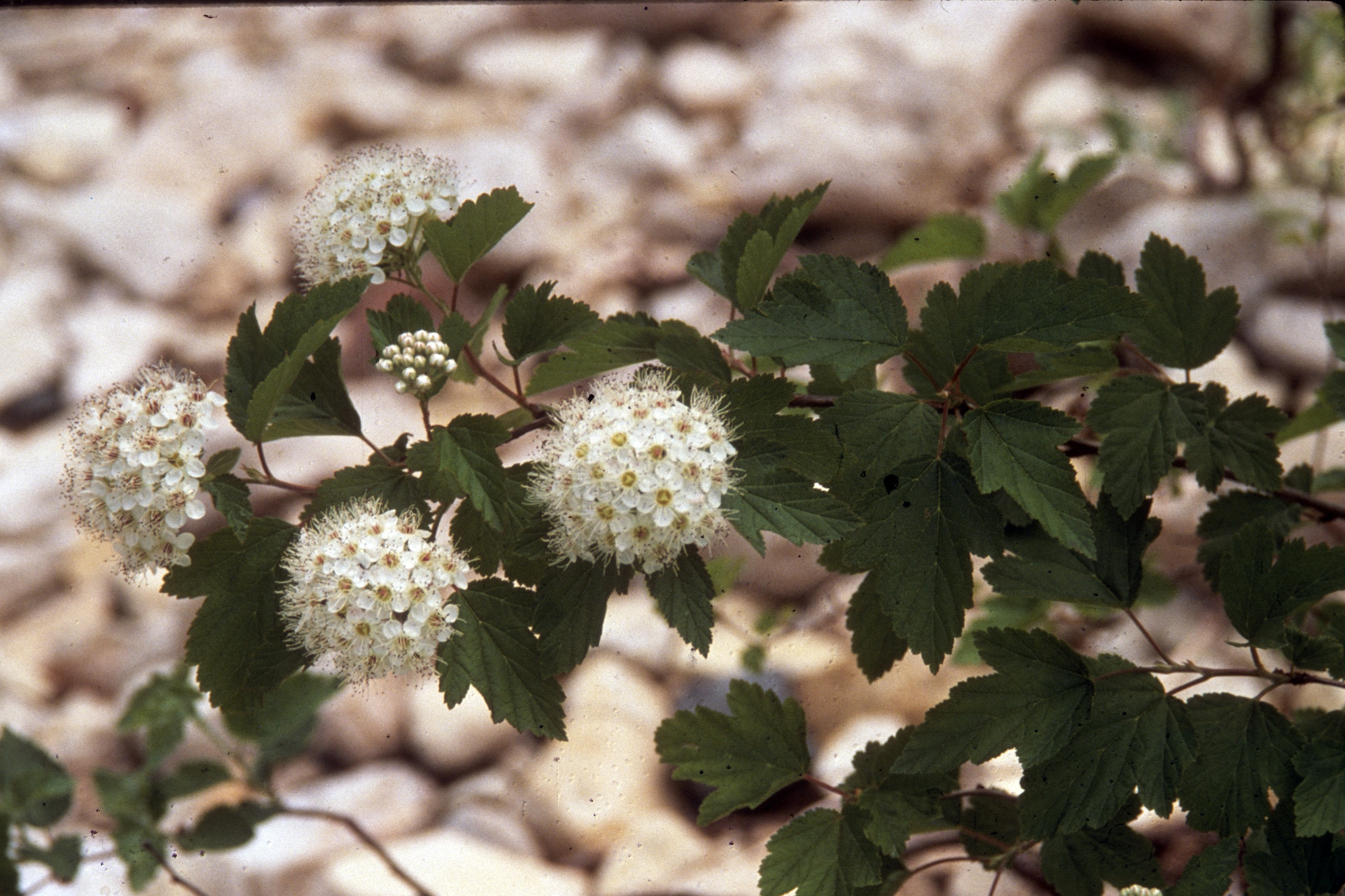 American Highbush Cranberry (Viburnum trilobum) - PlantNative.org American Highbush Cranberry flowers and foliage detail