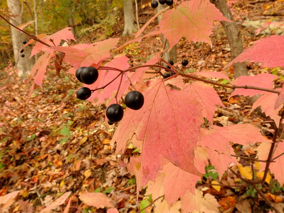 Maple-leaf Viburnum (Viburnum acerifolium) displaying brilliant fall color in shades of yellow, orange, and red