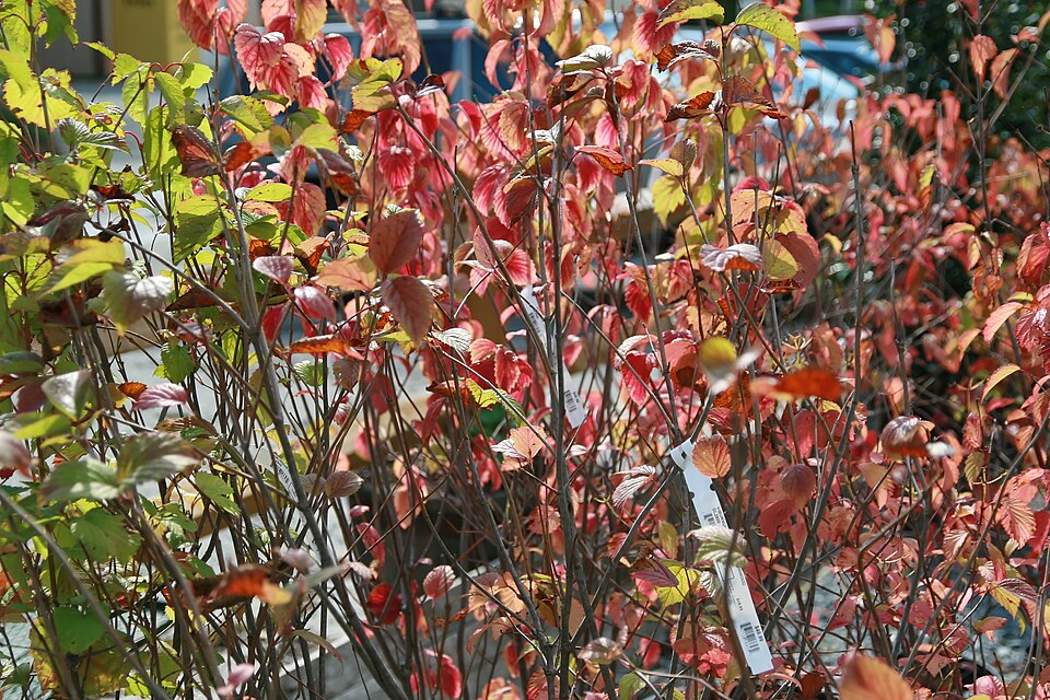 Arrow-wood Viburnum (Viburnum dentatum) blue-black berries in fall