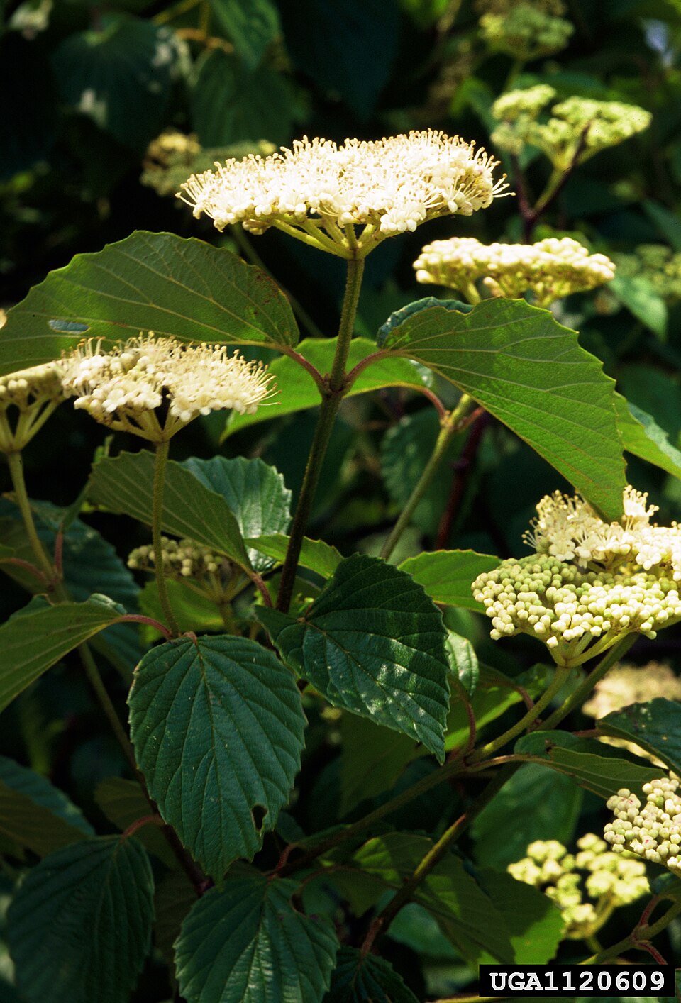 Arrow-wood Viburnum (Viburnum dentatum) flowers showing white clustered blooms