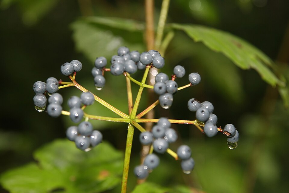 Arrow-wood Viburnum (Viburnum dentatum) showing overall growth habit and foliage