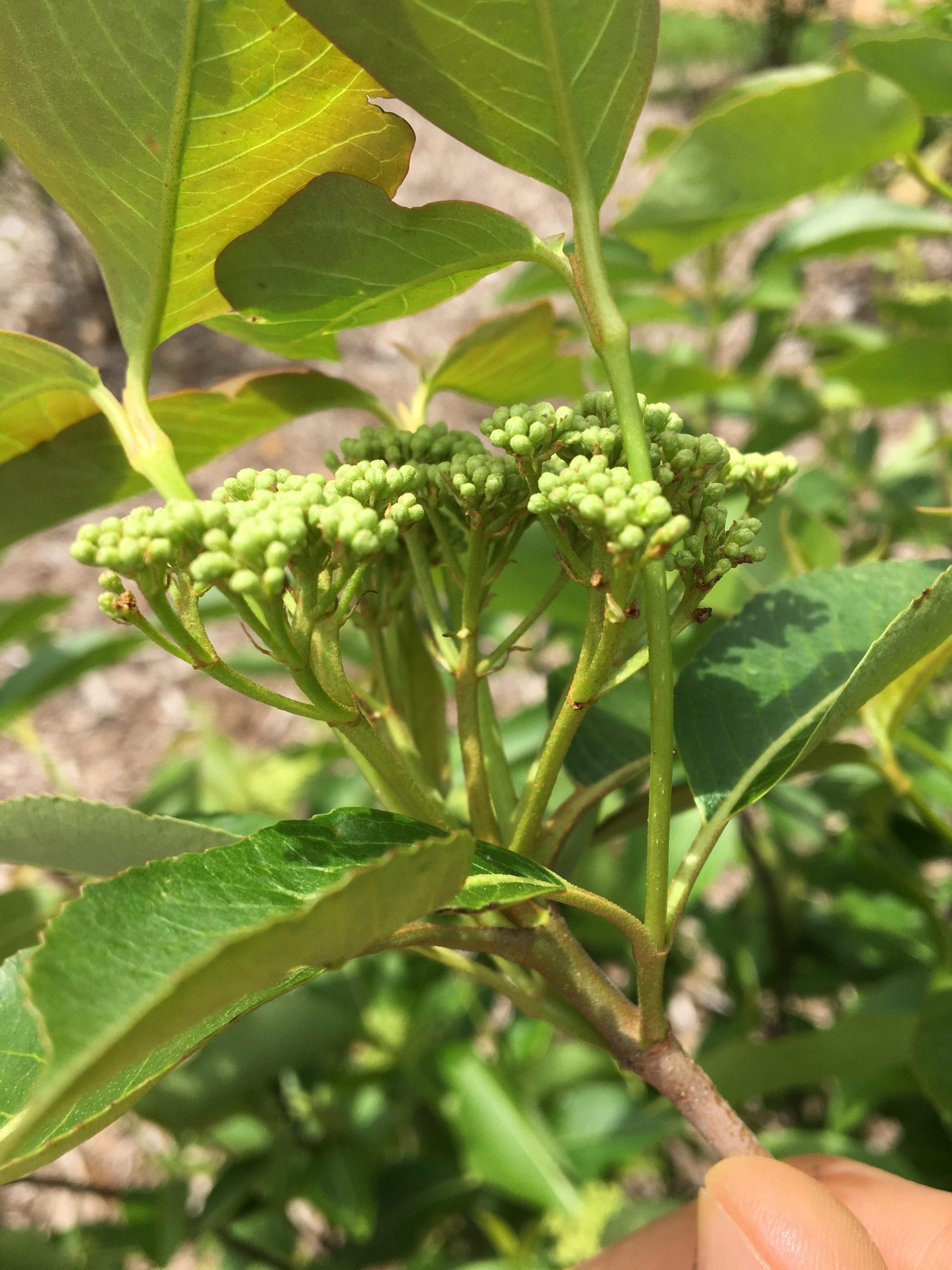 Witherod Viburnum (Viburnum cassinoides)