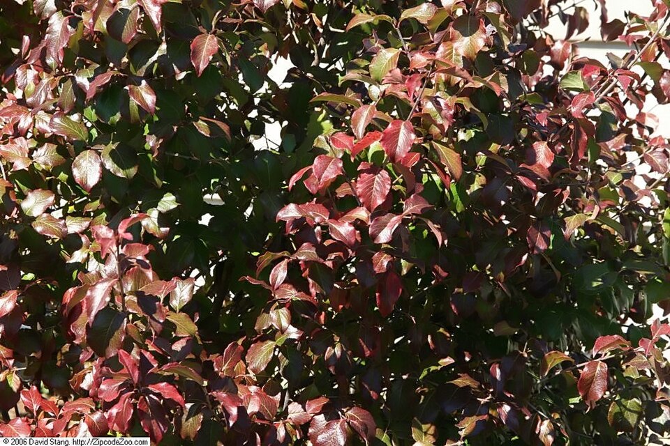 Rusty Blackhaw Viburnum (Viburnum rufidulum) showing botanical features