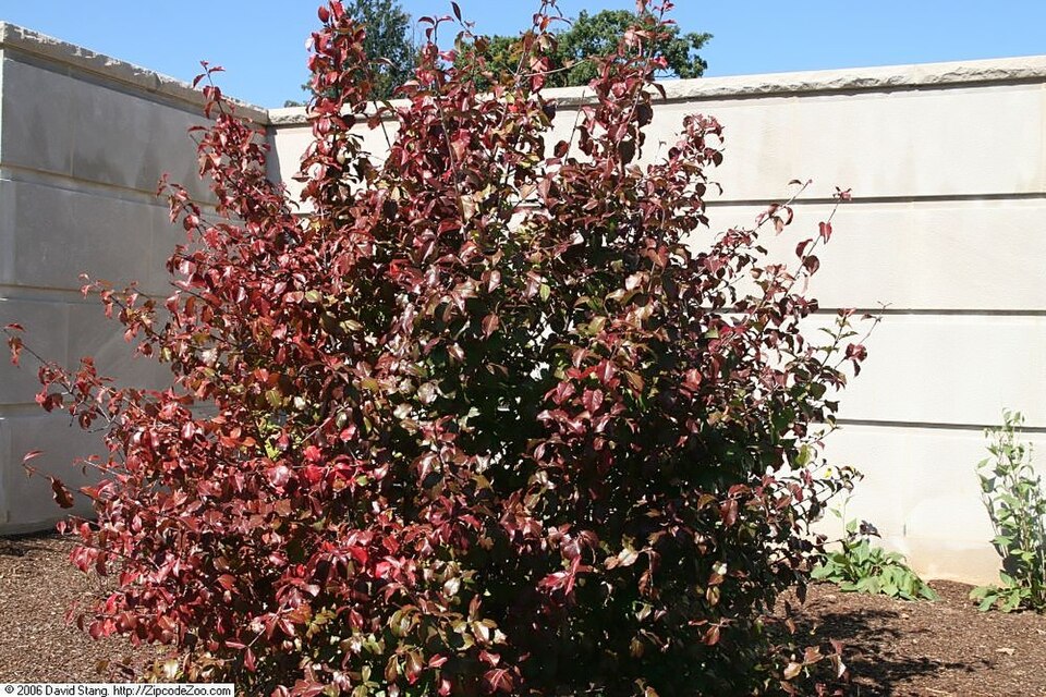 Rusty Blackhaw Viburnum (Viburnum rufidulum) detail view