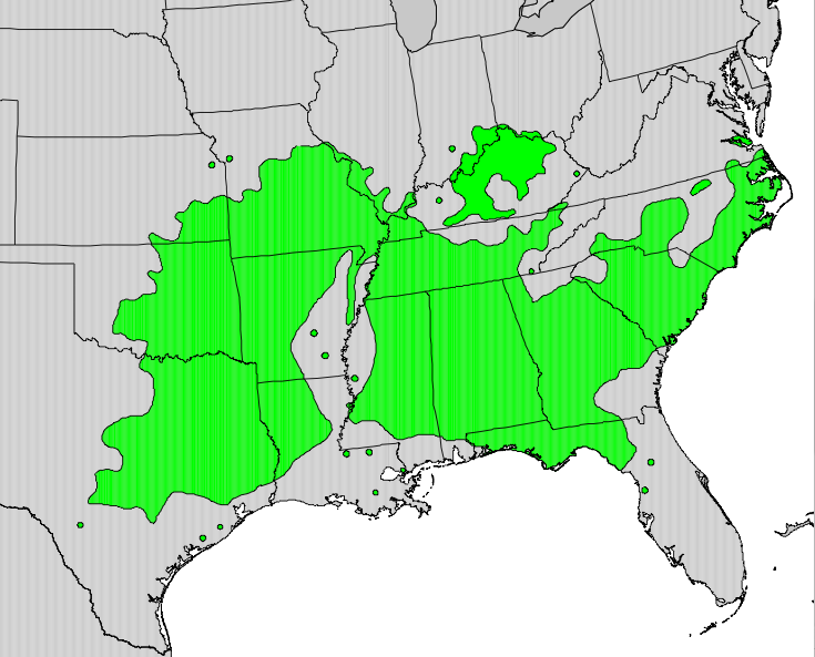 Rusty Blackhaw Viburnum (Viburnum rufidulum) in natural habitat
