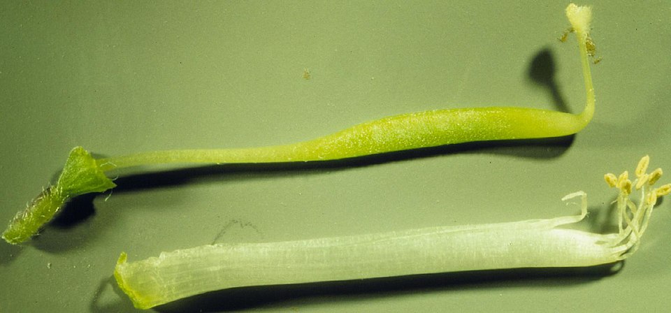 American Vetch (Vicia americana) showing purple pea-like flowers and pinnate leaves