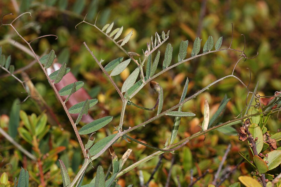 American Vetch (Vicia americana) showing pinnate leaves and climbing tendril stems