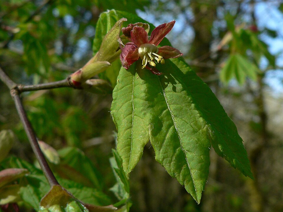Vine Maple (Acer circinatum) - PlantNative.org Vine Maple (Acer circinatum) growing in its native forest habitat with multiple stems from the base
