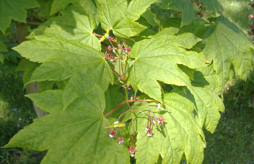 Vine Maple (Acer circinatum) leaves and flowers