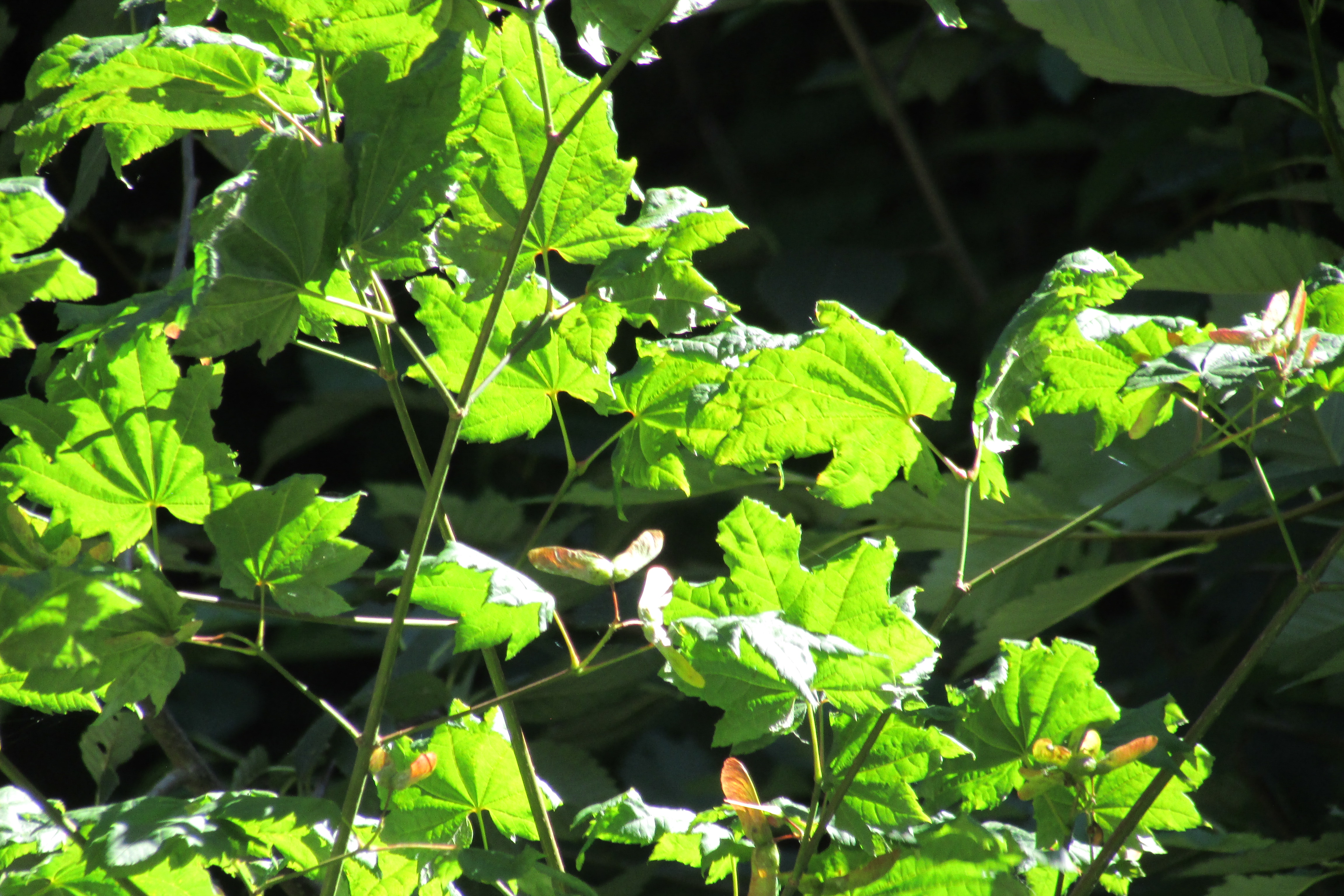 Vine Maple (Acer circinatum) growing in Pacific Northwest forest