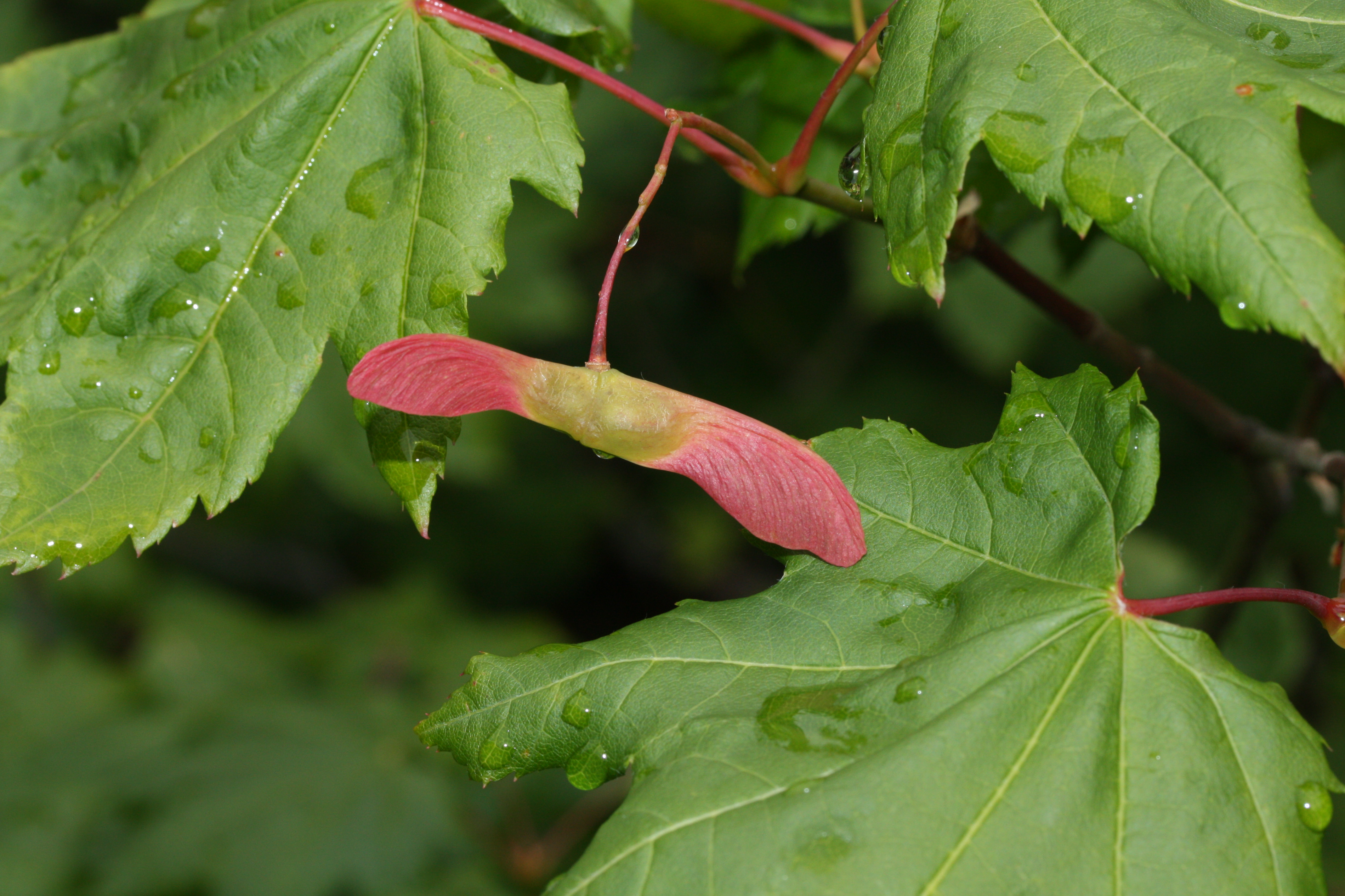 Vine Maple (Acer circinatum) samara winged seeds
