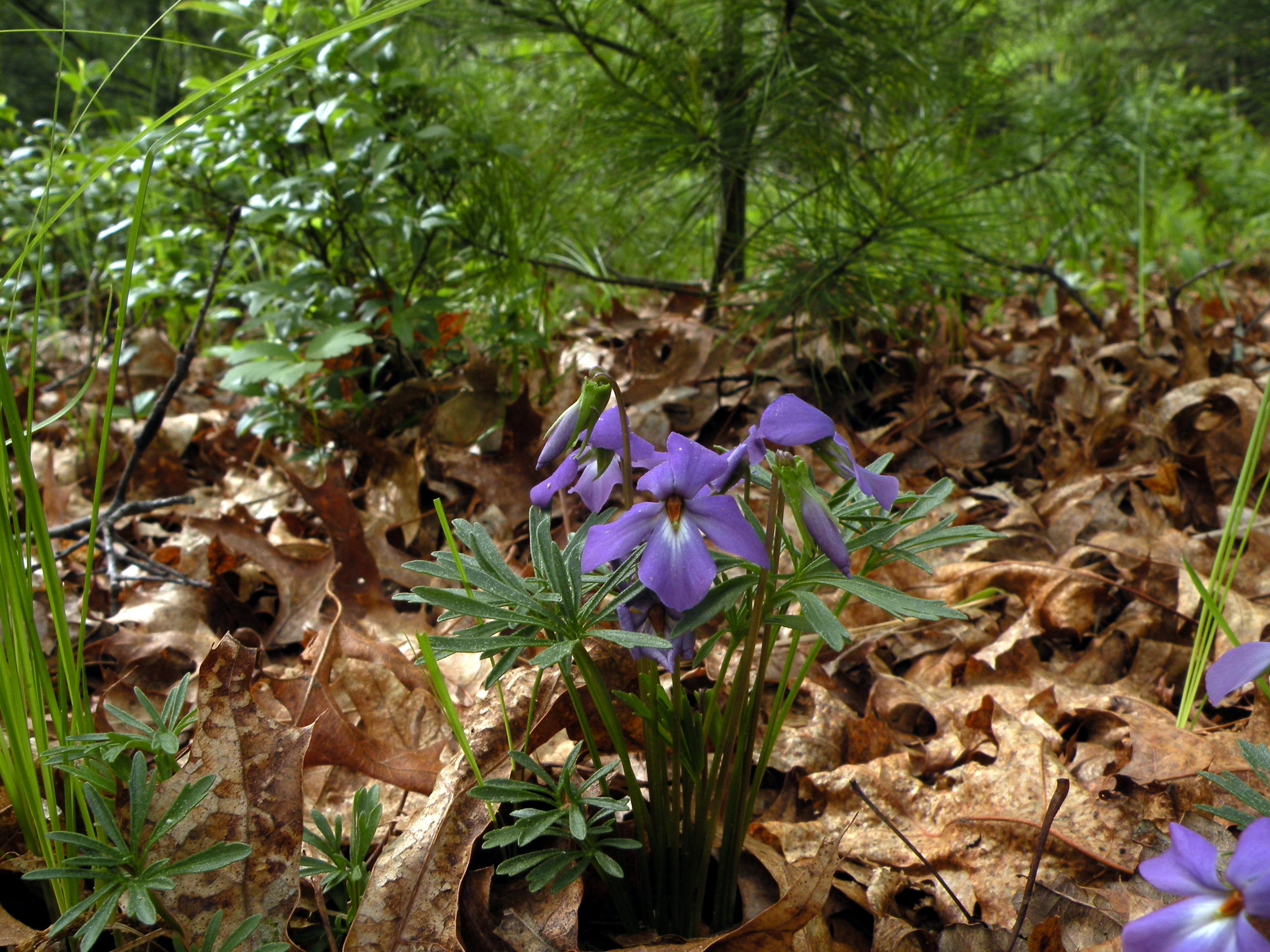 Birdsfoot Violet (Viola pedata) - PlantNative.org Birdsfoot Violet (Viola pedata) lavender flowers with bird-foot divided leaves