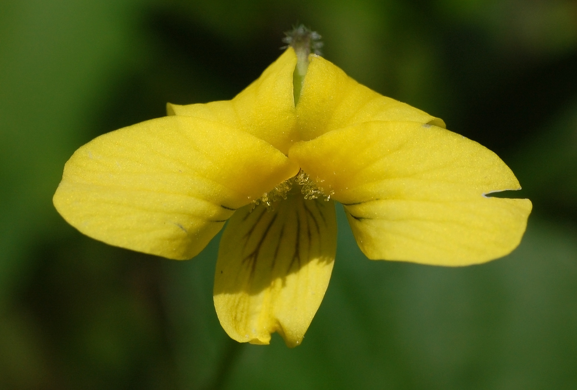 Downy Yellow Violet (Viola pubescens) flower close-up showing nectar guide veins