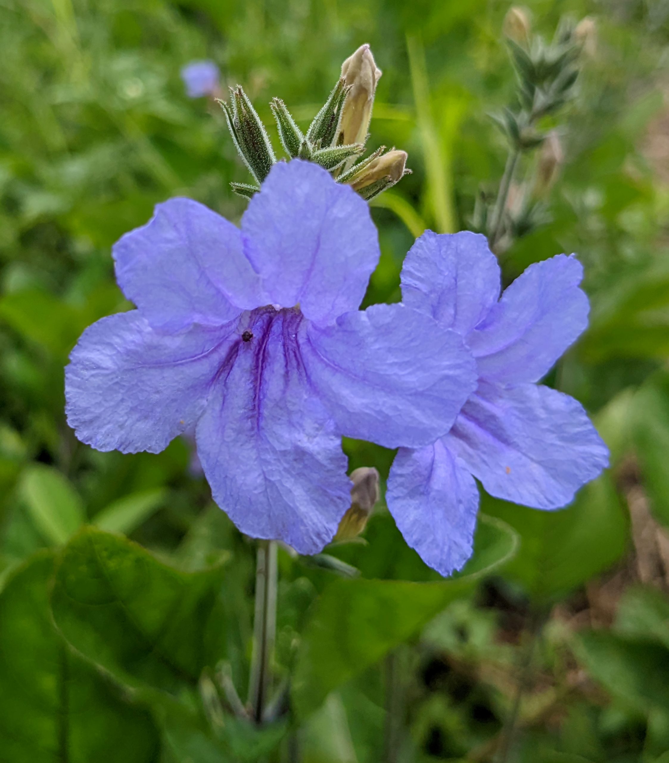 Violet Ruellia (Ruellia nudiflora)