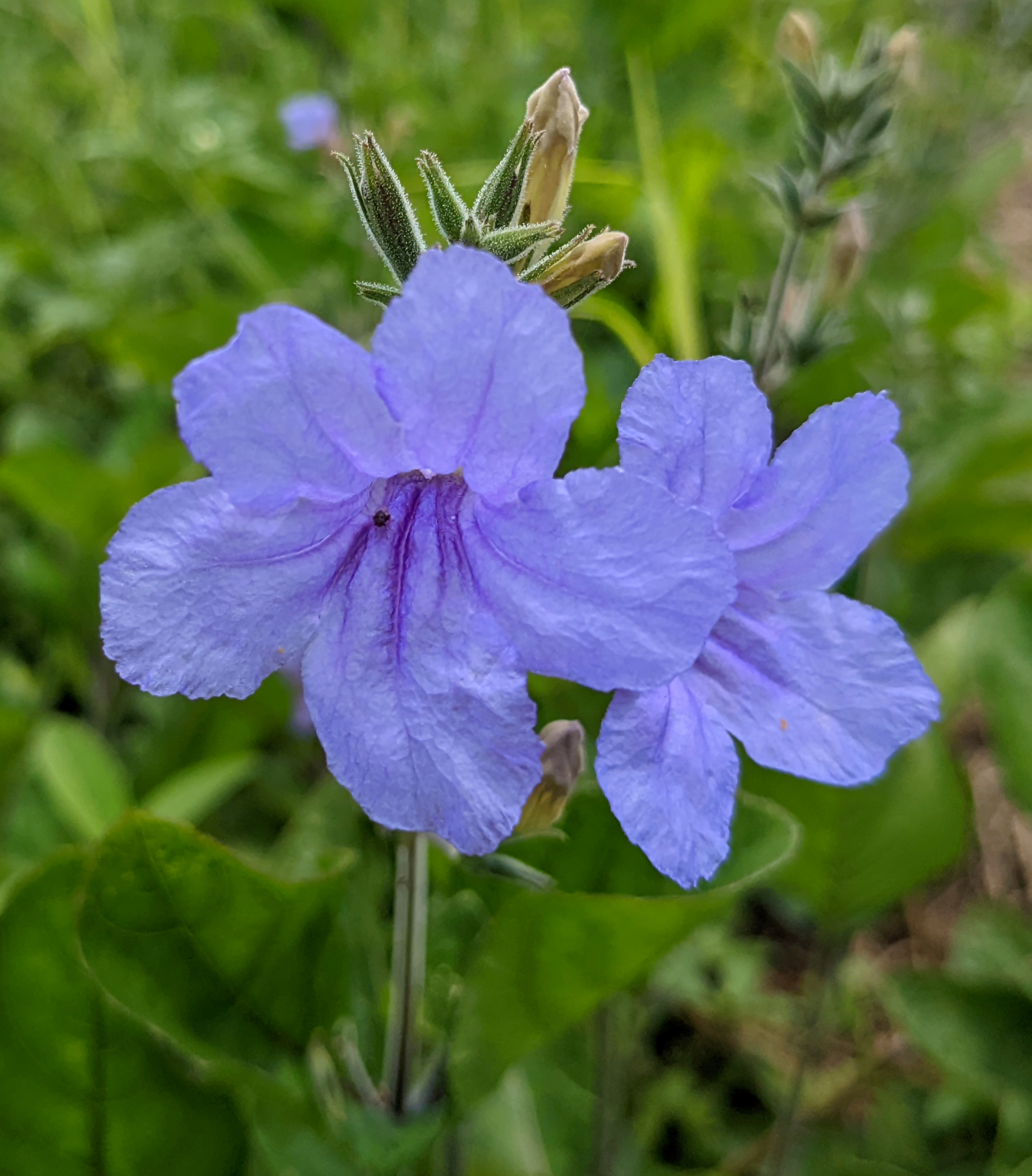 Violet Ruellia (Ruellia nudiflora) - PlantNative.org Violet Ruellia (Ruellia nudiflora) with purple funnel-shaped flowers in shaded garden setting