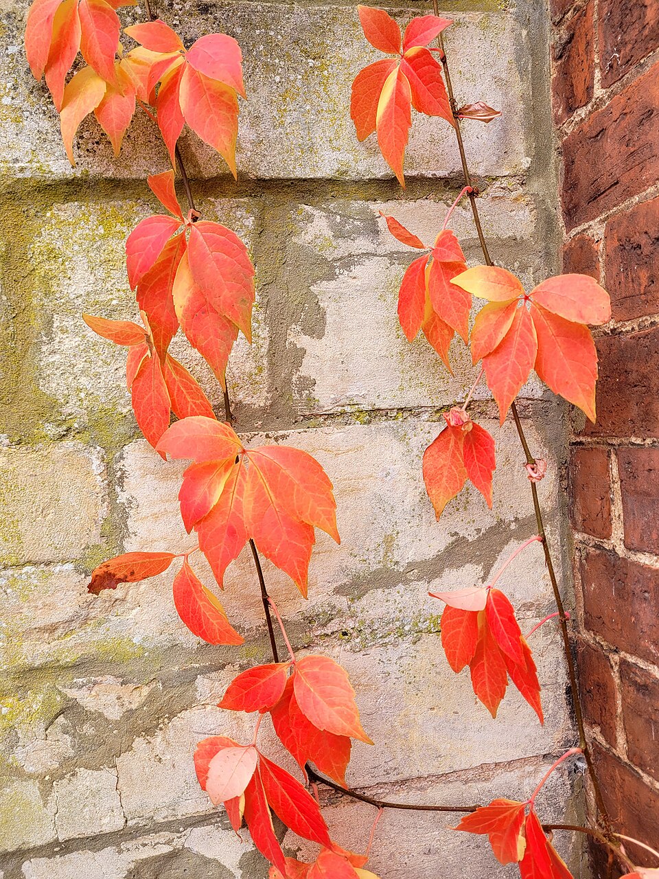 Virginia Creeper (Parthenocissus quinquefolia) - PlantNative.org Virginia Creeper (Parthenocissus quinquefolia) showing brilliant red autumn foliage climbing a tree