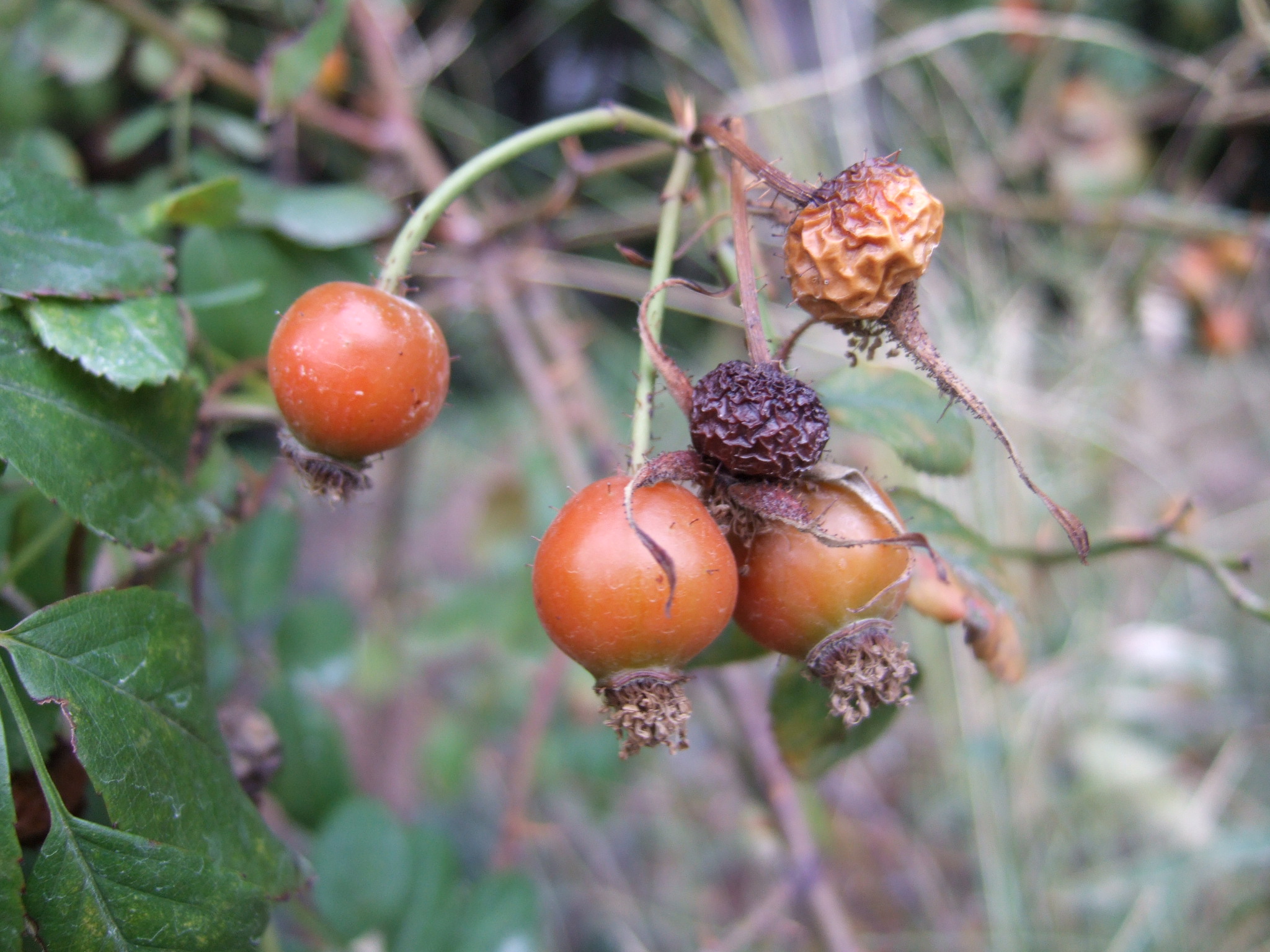 Virginia Rose (Rosa virginiana) showing bright red rosehips in fall, persistent on stems for winter wildlife