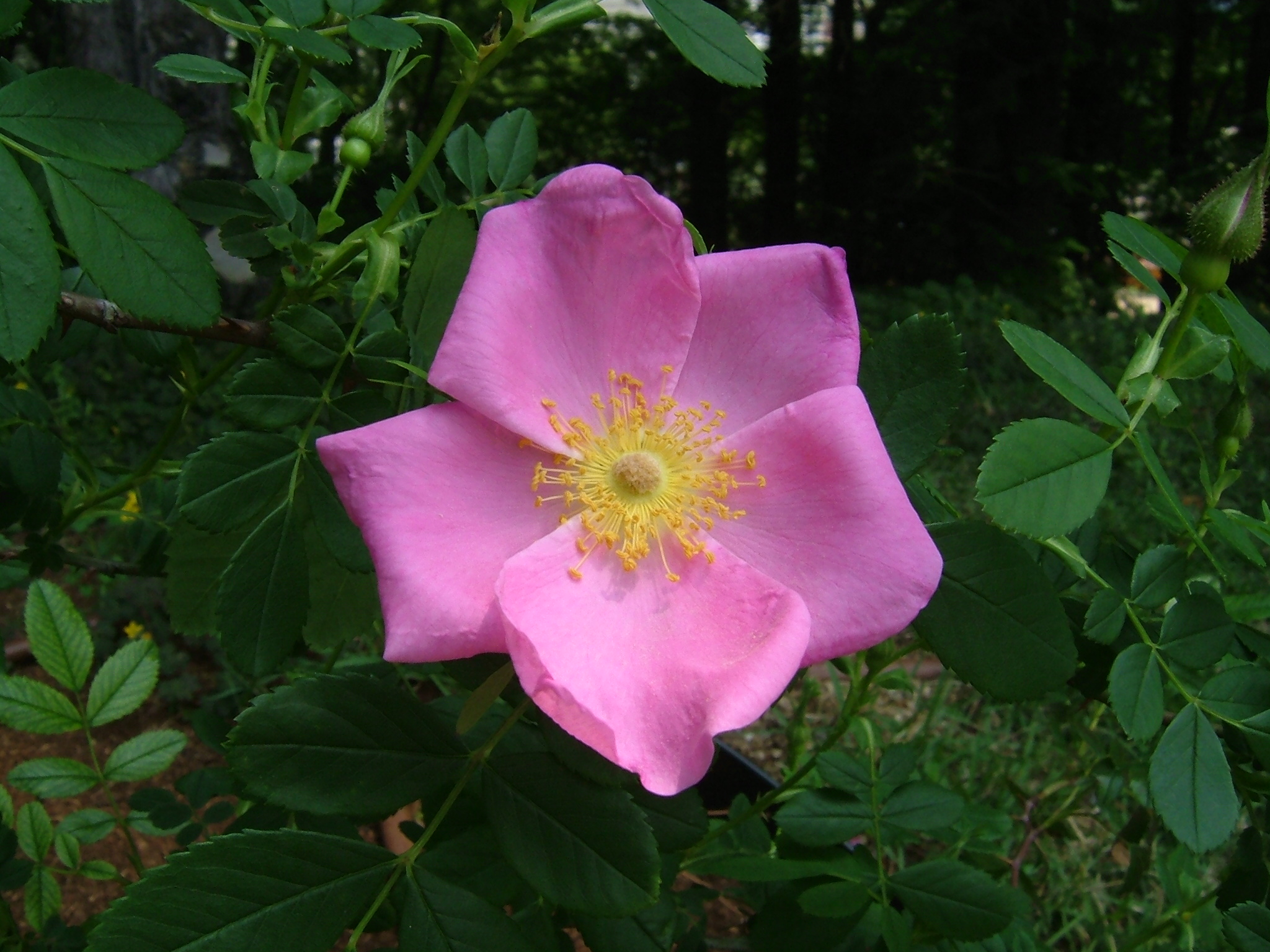 Virginia Rose (Rosa virginiana) showing bright pink five-petaled flowers in bloom