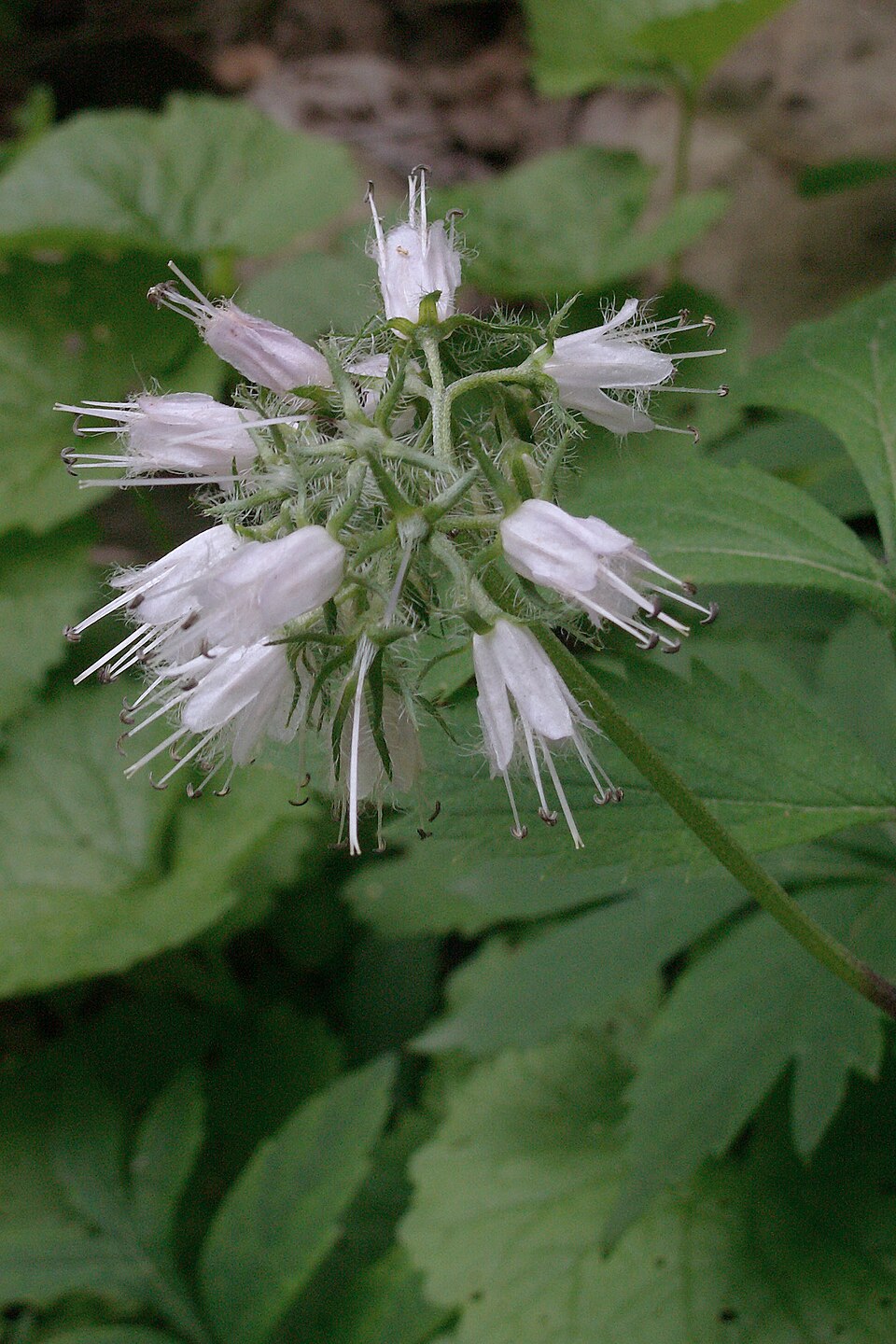 Virginia Waterleaf (Hydrophyllum virginianum) - PlantNative.org Virginia Waterleaf (Hydrophyllum virginianum) showing characteristic deeply lobed palmate leaves and compact growth habit