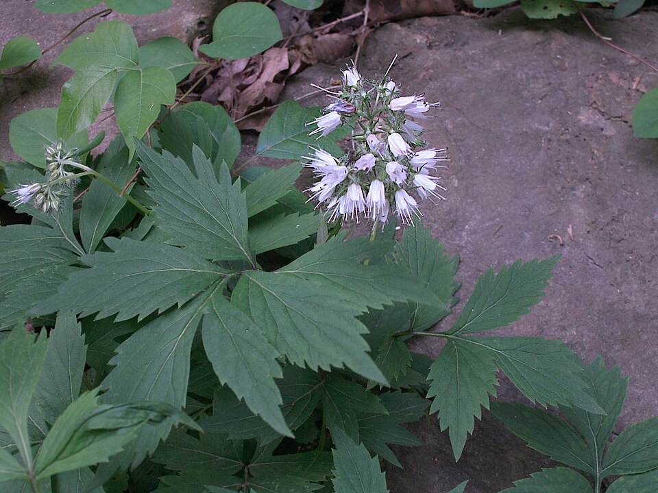 Virginia Waterleaf (Hydrophyllum virginianum) - PlantNative.org Virginia Waterleaf (Hydrophyllum virginianum) flower clusters showing white to pale violet bell-shaped blooms