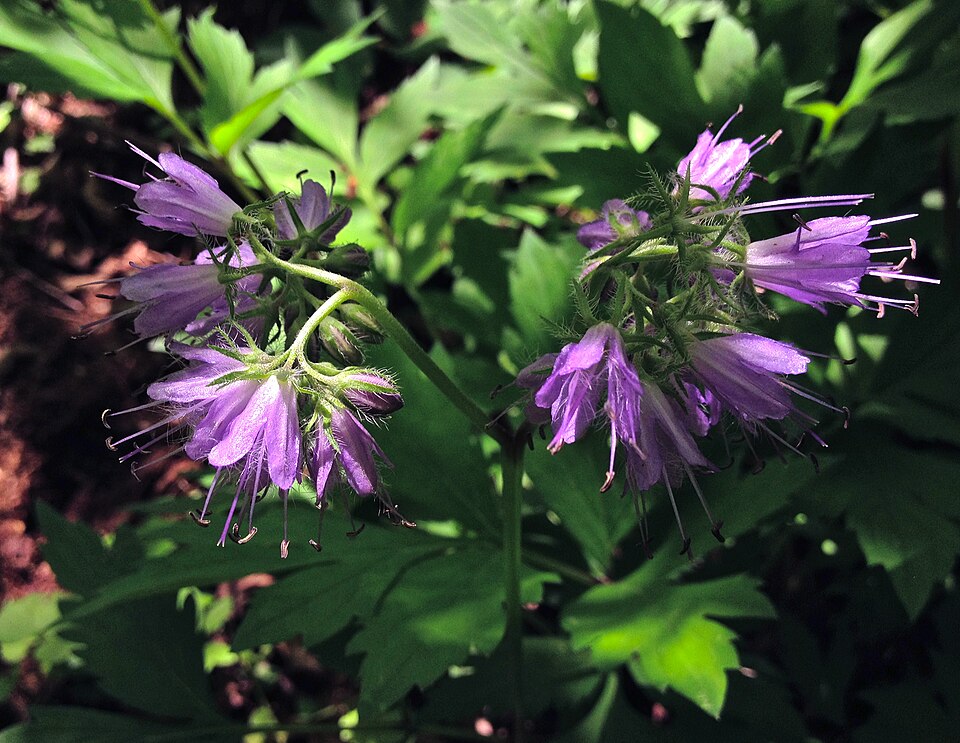 Virginia Waterleaf (Hydrophyllum virginianum) - PlantNative.org Virginia Waterleaf (Hydrophyllum virginianum) growing in natural woodland habitat showing typical forest understory conditions