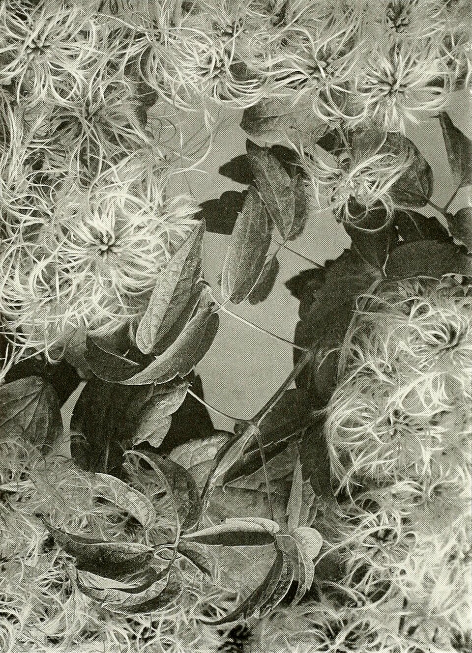 Detailed botanical illustration of Virgin's Bower (Clematis virginiana) showing leaves, flowers, and growth habit