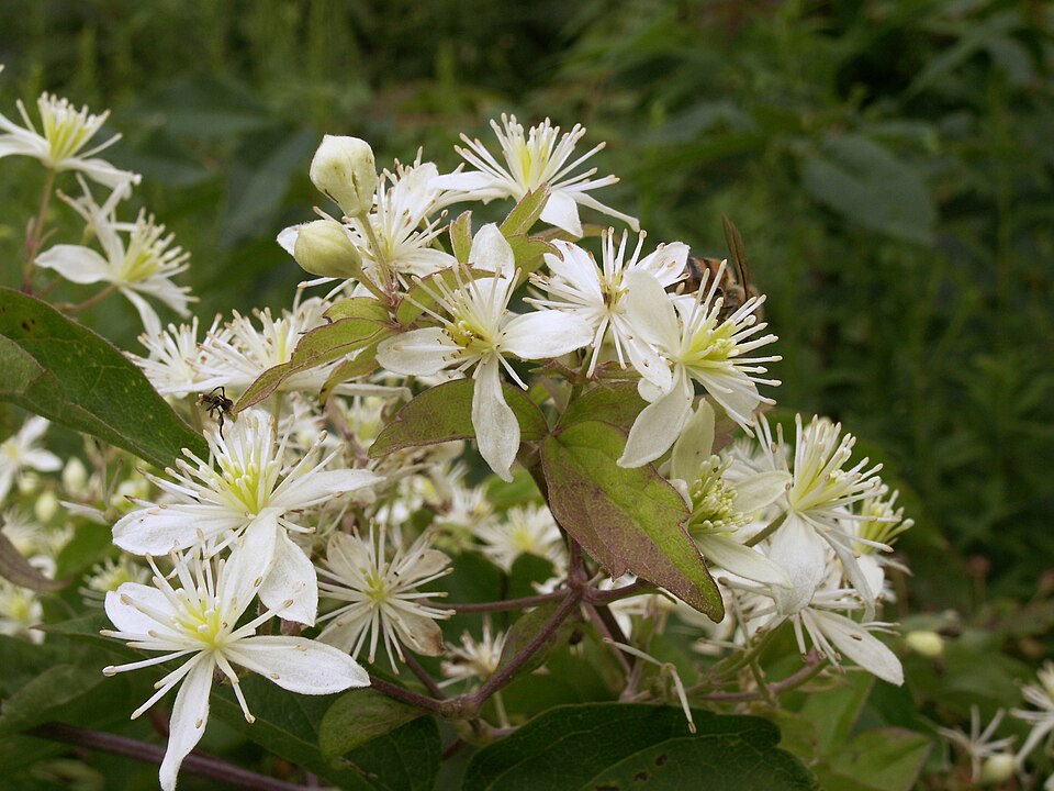 Virgin's Bower (Clematis virginiana) detail