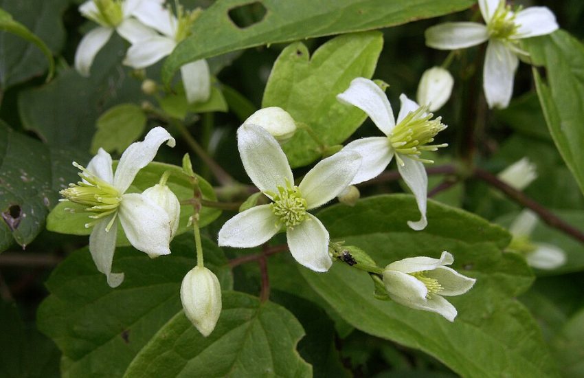 Virgin's Bower white flowers in bloom