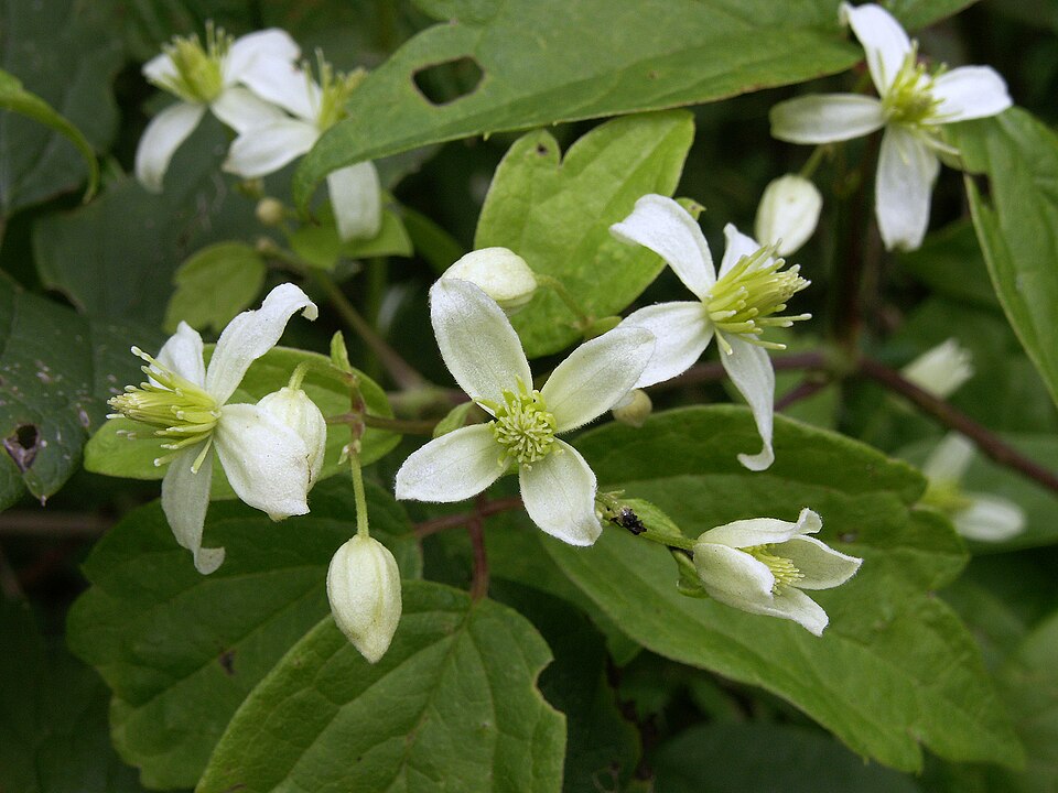 Virgin's Bower (Clematis virginiana) showing clusters of small white flowers with prominent stamens