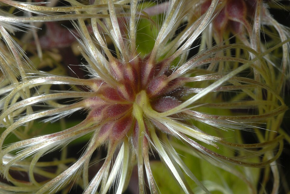 Virgin's Bower (Clematis virginiana) showing distinctive feathery silver seed heads