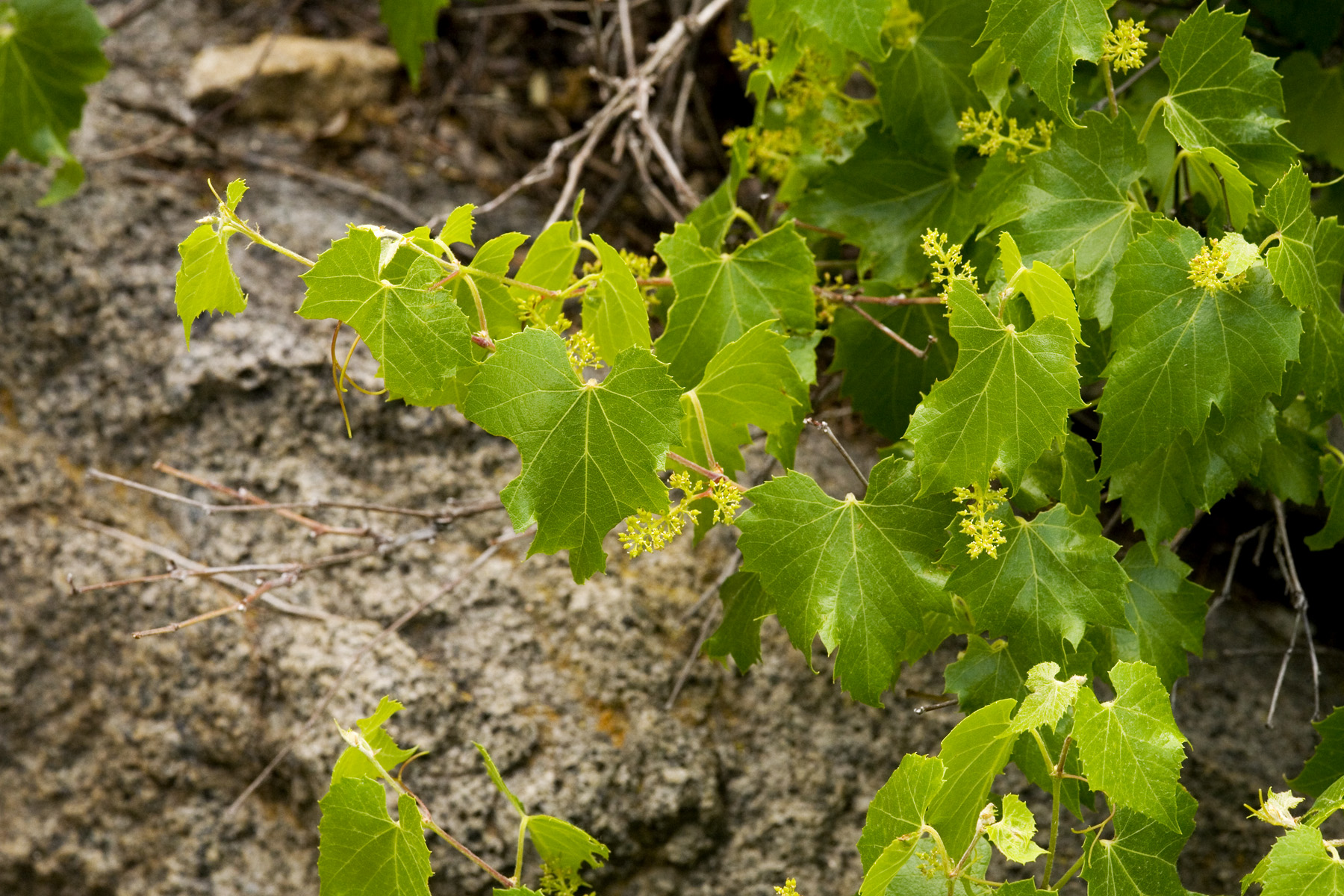 Canyon Wild Grape (Vitis arizonica) foliage and fruit in canyon habitat, showing lobed leaves and grape clusters